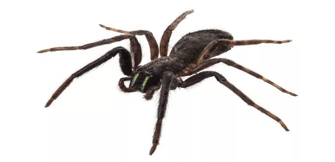 هل تسبب عضة عنكبوت الأرملة السوداء احتباس البول؟