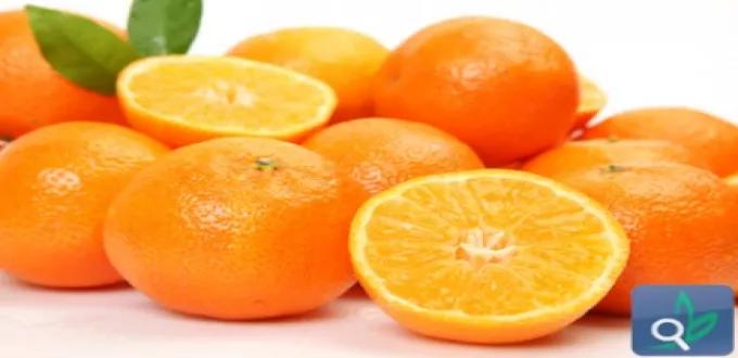 البرتقال فاكهة الشتاء الغنية