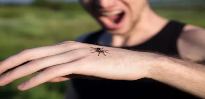 لدغة العنكبوت: أعراضها وطرق علاجها