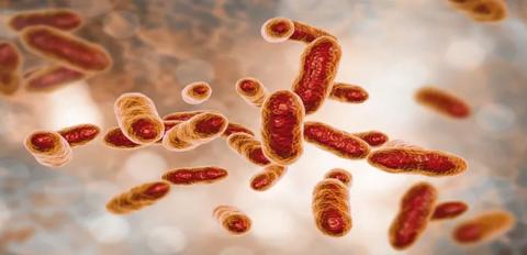 ما هي أهمية بكتيريا الأمعاء المفيدة (بروبيوتيك)