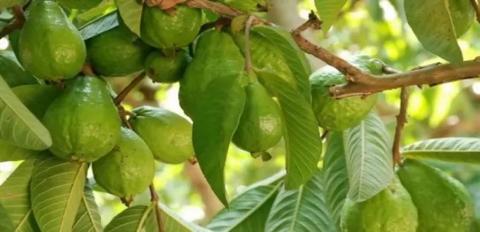 الفوائد الغذائية والعلاجية لأوراق الجوافة