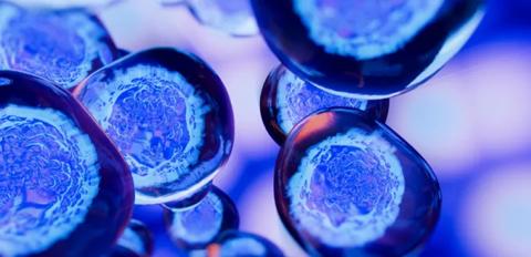زراعة الخلايا الجذعية المكونة